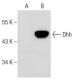 Dhh Antibody (F-8) - Western Blotting - Image 57608