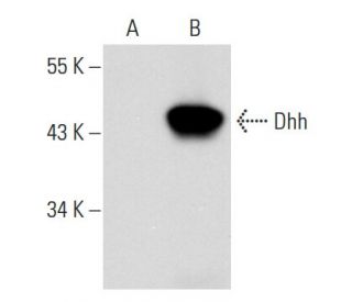 Dhh Antibody (G-9) - Western Blotting - Image 44426
