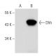 Dhh Antibody (G-9) - Western Blotting - Image 44426