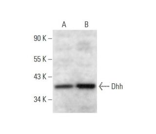 western blotting image from recommended Dhh (F-9) monoclonal antibody replacement. Image 297848