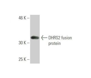 DHRS2 Antibody (1F10) - Western Blotting - Image 349017