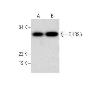 DHRS6 Antibody (E-4) - Western Blotting - Image 291952 