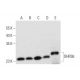 DHRS6 Antibody (H-2) - Western Blotting - Image 318398 
