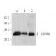 DHRS6 Antibody (H-2) - Western Blotting - Image 369352