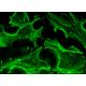 DHRS6 Antibody (H-5) - Immunofluorescence - Image 370961 