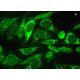 DHTKD1 Antibody (F-11) - Immunofluorescence - Image 380277 