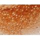 DHTKD1 Antibody (F-11) - Immunohistochemistry - Image 411673