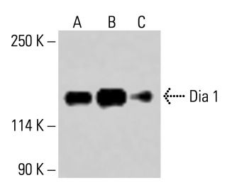 Dia 1 Antibody (D-3) - Western Blotting - Image 414460