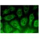 Dia 2 Antibody (C-12) - Immunofluorescence - Image 298803 