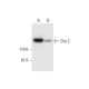 Dia 2 Antibody (C-12) - Western Blotting - Image 295992