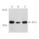 Dia 2 Antibody (C-12) - Western Blotting - Image 358898 