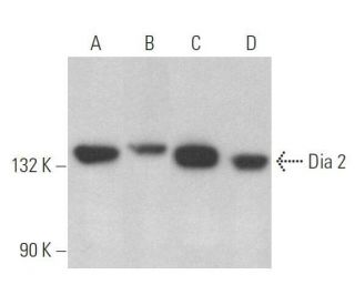 Dia 2 Antibody (C-15): sc-10889
