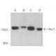 이 다클론 항체는 생산이 중단되었습니다. 권장 <a href="dia-2-antibody-h-3">Dia 2 (H-3)</a> 단클론 항체(샘플 데이터 표시)를 참조하세요. western blotting image from recommended Dia 2 (H-3) monoclonal antibody replacement. Image 358900