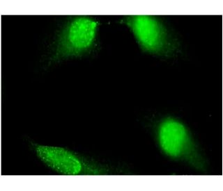 DIAPH3 Antibody (4D5) - Immunofluorescence - Image 346150 