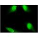 DIAPH3 Antibody (4D5) - Immunofluorescence - Image 346150 