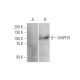 DIAPH3 Antibody (4D5) - Western Blotting - Image 347625 