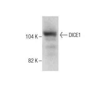DICE1 Antibody (H-6)
