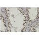 DICE1 Antibody (LL7) - Immunohistochemistry - Image 36349