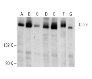 Dicer Antibody (A-2) - Western Blotting - Image 70462 
