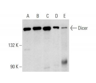 western blotting image from recommended Dicer (F-10) monoclonal antibody replacement. Image 70464