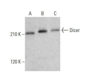 Dicer Antibody (E-7) - Western Blotting - Image 380461
