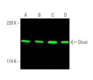 Dicer Antibody (F-10) - Western Blotting - Image 374270