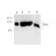 Dim1 Antibody (B-11) - Western Blotting - Image 314183 