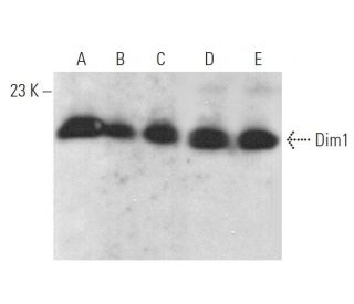 Dim1 Antibody (B-11) - Western Blotting - Image 372894 