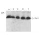 Dim1 Antibody (B-11) - Western Blotting - Image 372894 