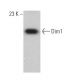 Dim1 Antibody (B-11) - Western Blotting - Image 372898