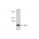 Dim1 Antibody (B-9) - Western Blotting - Image 290814