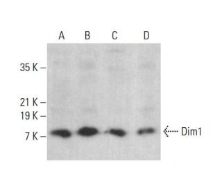 Dim1 Antibody (B-9) - Western Blotting - Image 376352 