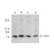 Dim1 Antibody (B-9) - Western Blotting - Image 376352 