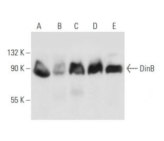 山田❣️ DinB Antibody (A-9) | SCBT - Santa Cruz Biotechnology