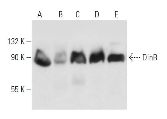 DinB Antibody (A-9) | SCBT - Santa Cruz Biotechnology
