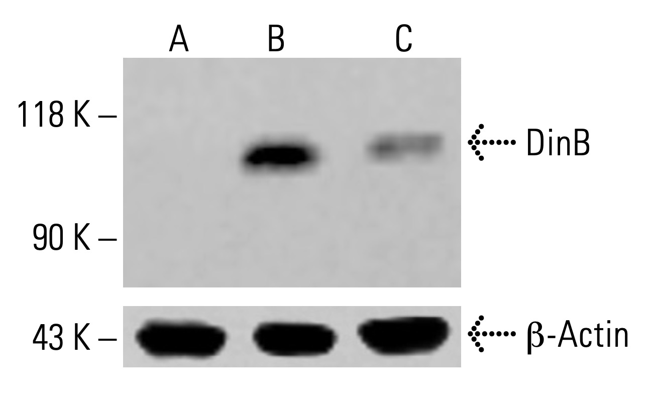 山田❣️ DinB Antibody (A-9) | SCBT - Santa Cruz Biotechnology