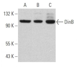DinB Antibody (A-9) - Western Blotting - Image 360773