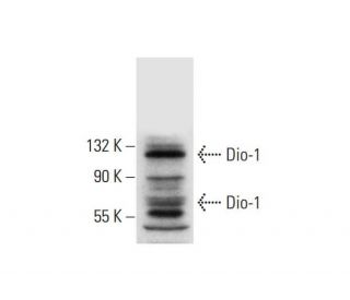 Dio-1 Antibody (C-10) - Western Blotting - Image 297624