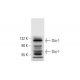 Dio-1 Antibody (C-10) - Western Blotting - Image 297624