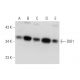 DIO1 Antibody (B-7) - Western Blotting - Image 344484 