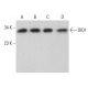 DIO1 Antibody (B-7) - Western Blotting - Image 376684 