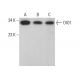 DIO1 Antibody (B-7) - Western Blotting - Image 376690
