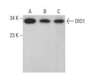 DIO1 Antibody (B-7) - Western Blotting - Image 376690 