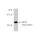 DIP2A Antibody (4E6) - Western Blotting - Image 349535