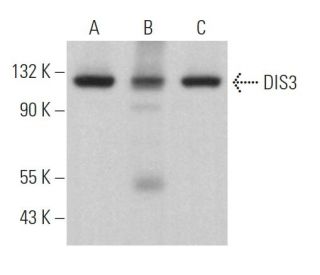 DIS3 Antibody (H-3) - Western Blotting - Image 364741 