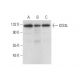 DIS3L Antibody (E-12) - Western Blotting - Image 308187