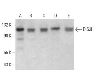 DIS3L Antibody (E-12) - Western Blotting - Image 372099 