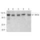 DIS3L Antibody (E-12) - Western Blotting - Image 372099 