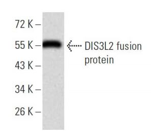 DIS3L2 Antibody (6C7B2) - Western Blotting - Image 358307 