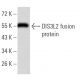 DIS3L2 Antibody (6C7B2) - Western Blotting - Image 358307 